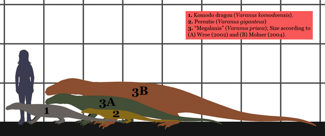 The size of a human, komodo dragon