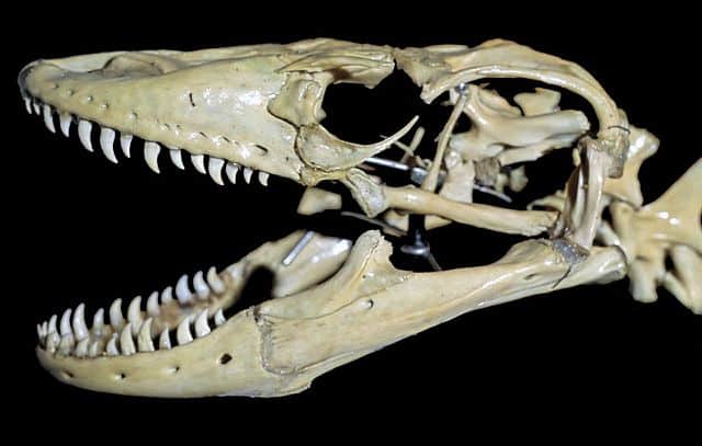 The teeth of the Komodo dragon