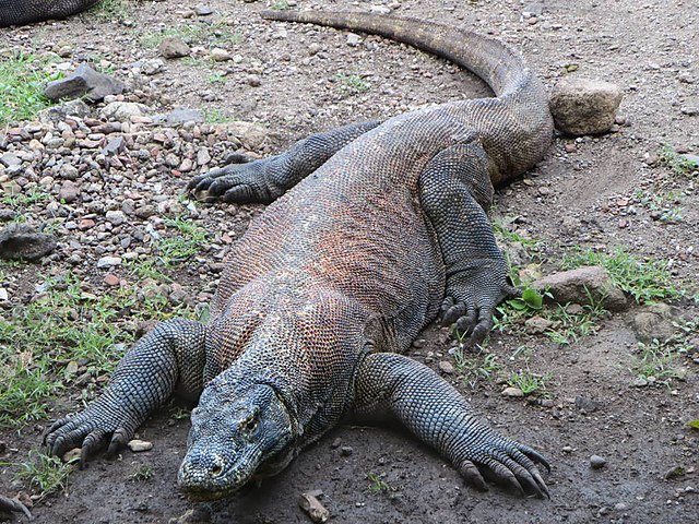 Komodo dragon