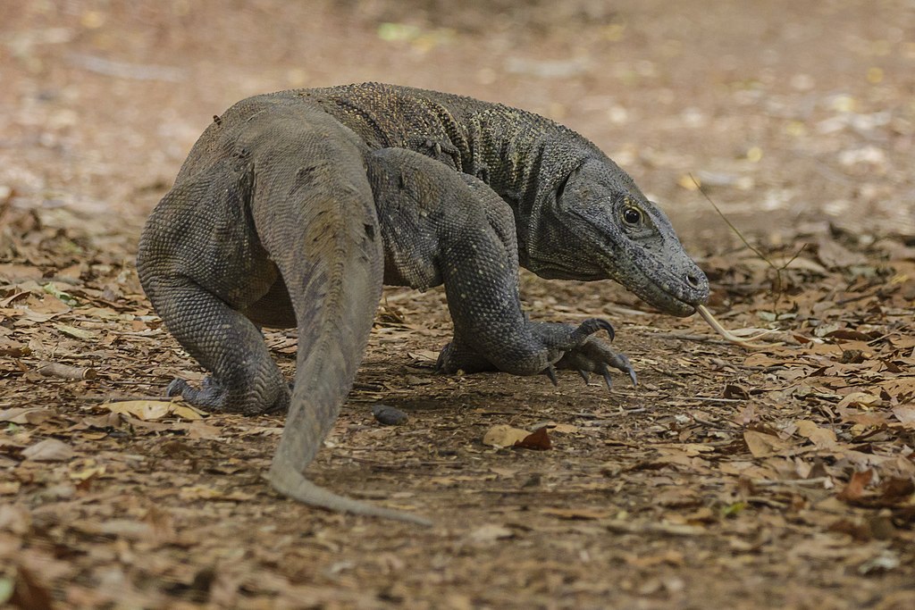 Komodo dragon