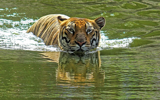 Royal bengal tiger swim
