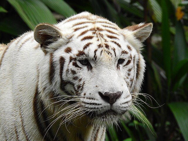 White Tiger