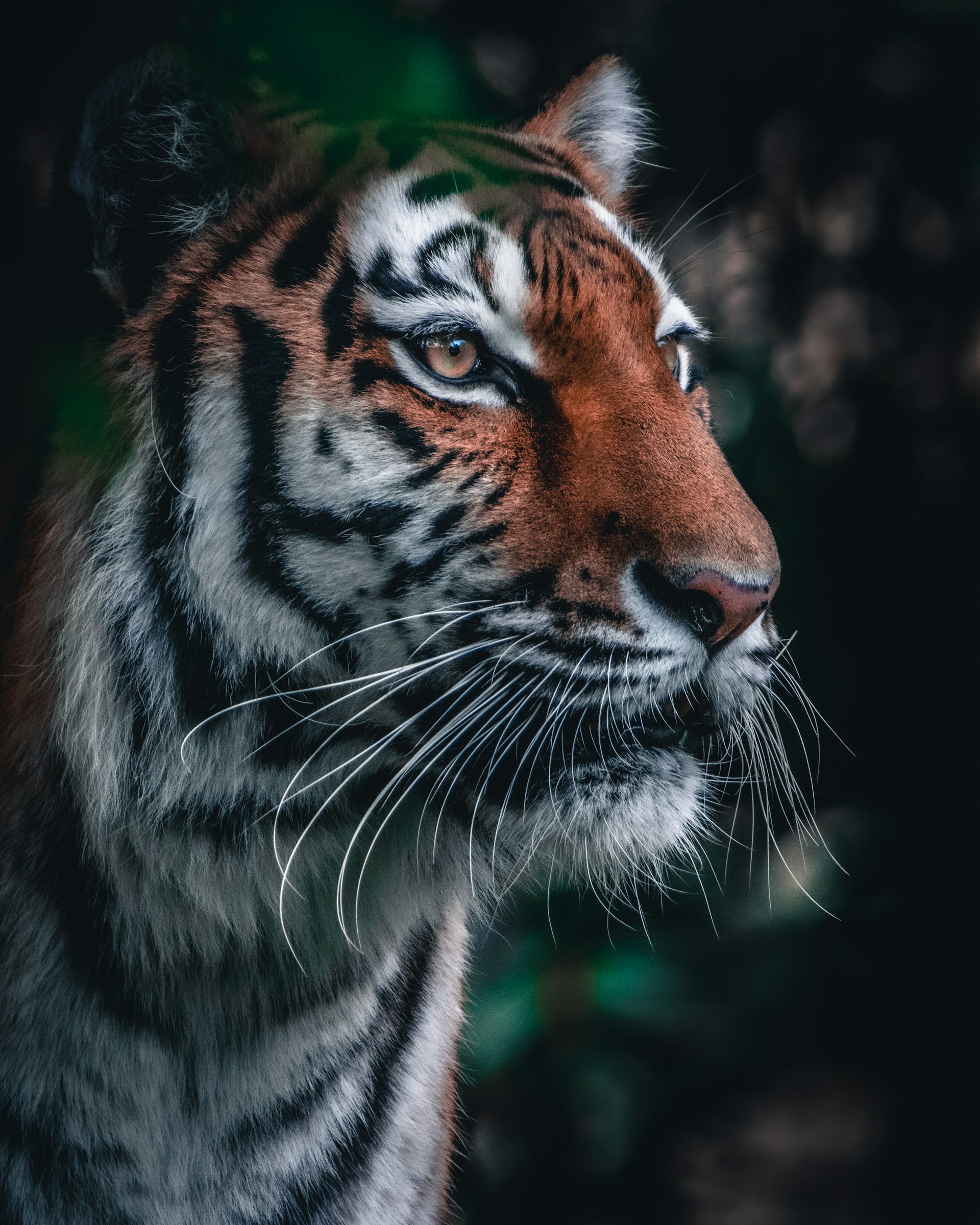 brown and black tiger