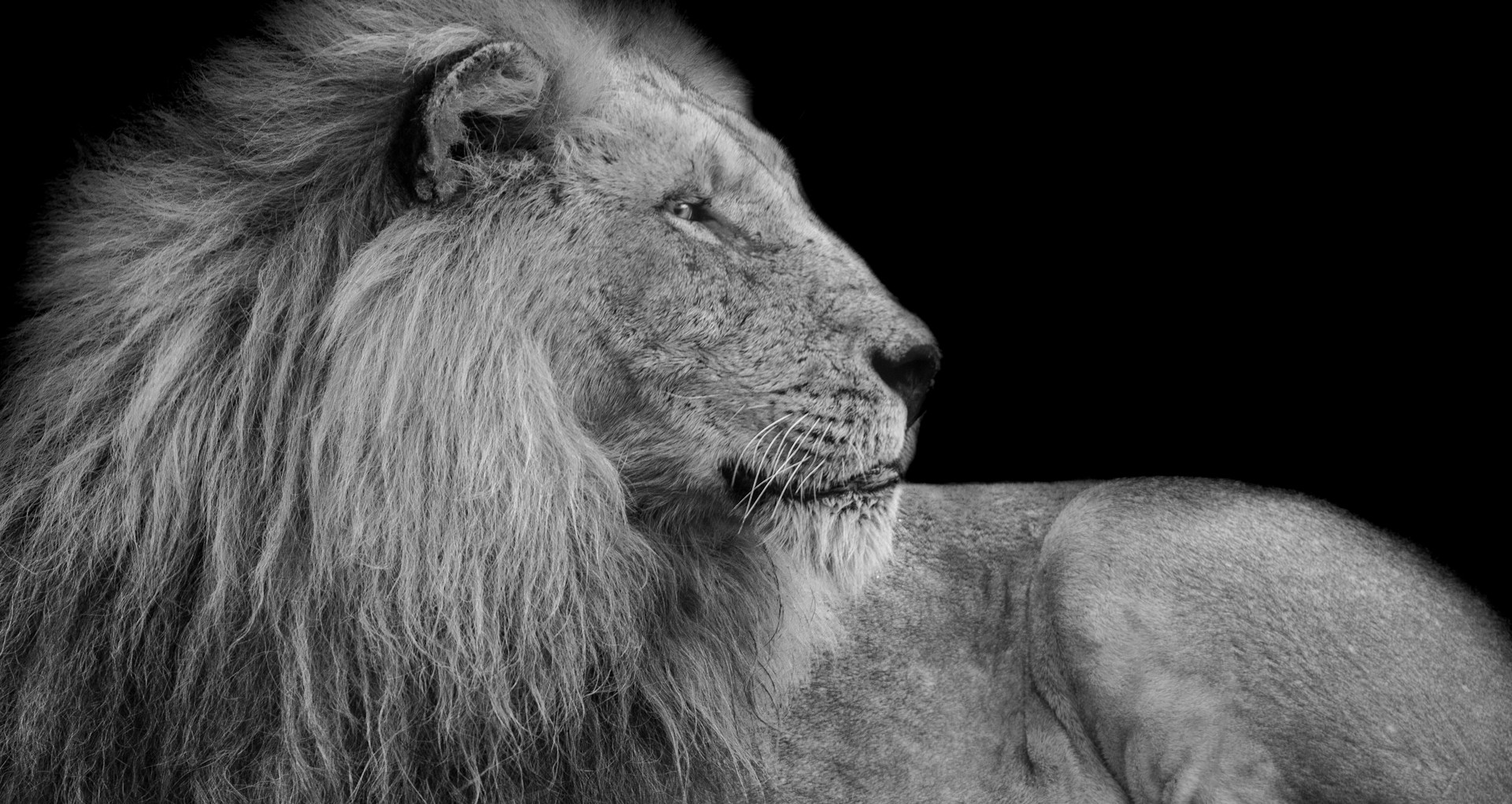adult lion
