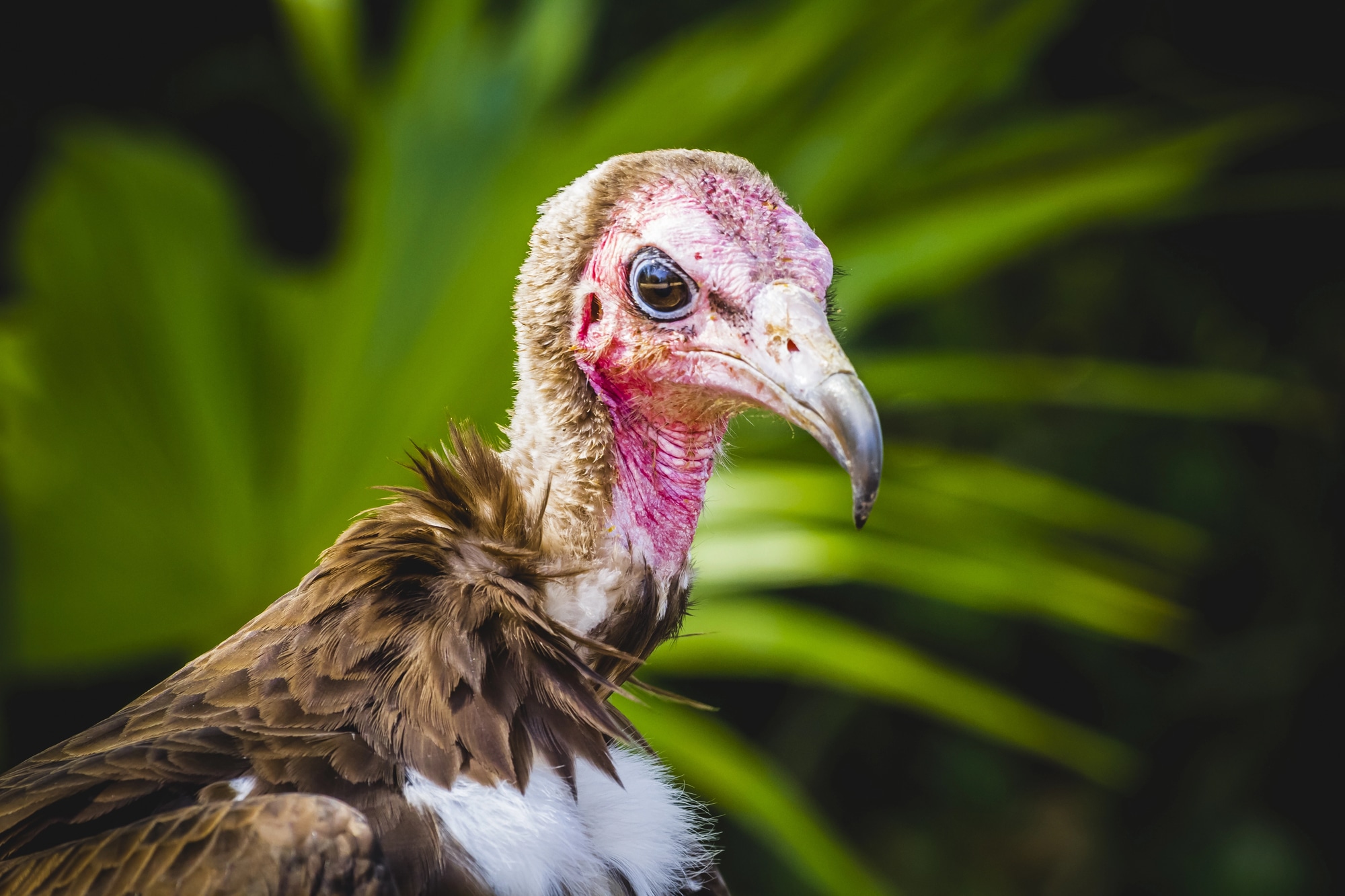 Vulture detail scavenger head