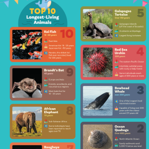 Top 10 longest living animals (Poster)