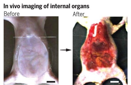 Internal Organs