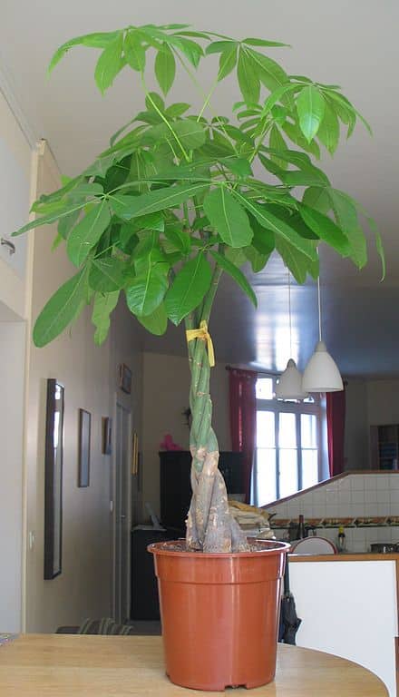 Pachira aquatica