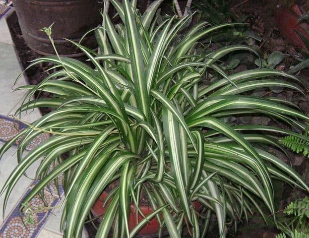 Spider plant.