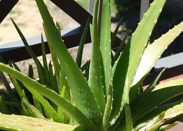 Aloe Vera plant.