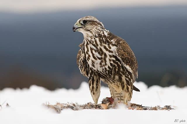 Falco cherrug, Herálec
