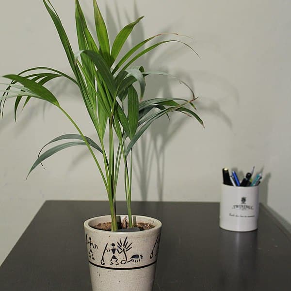 Areca palm in Ceramic Pot