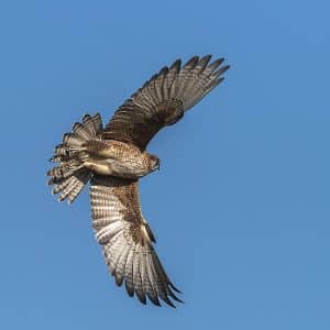Falcons Flight Pattern Difference Between Hawks And Falcons - Smore Science