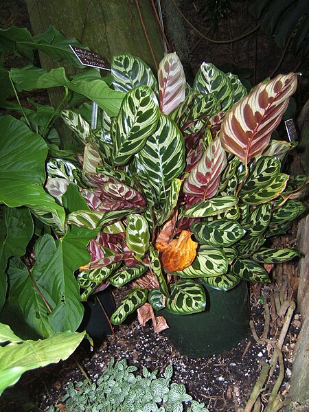 Calathea makoyana