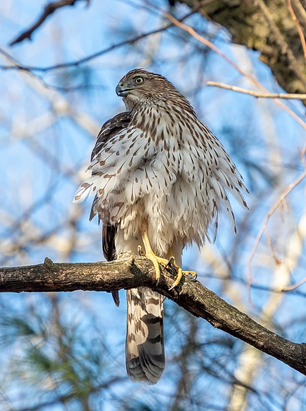 Juvenile cooper's hawk