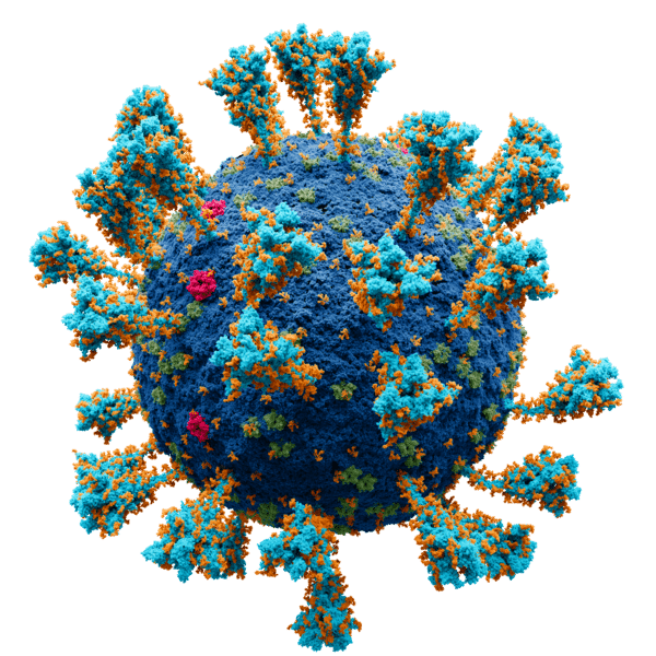model of the Coronavirus