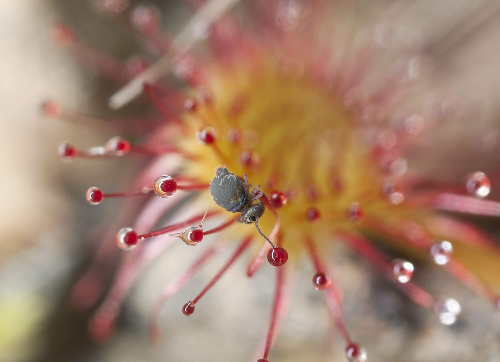Round-leaved sundew
