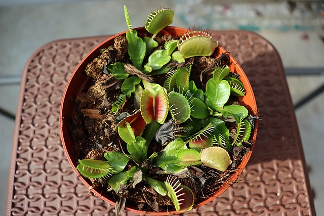 Dionaea muscipula