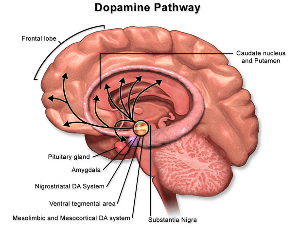 Dopamine