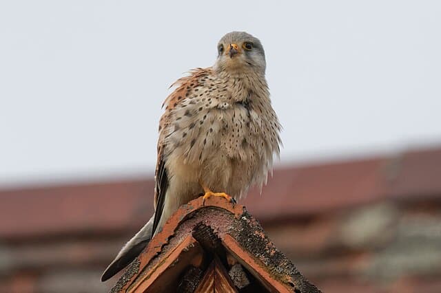 kestrel on a roof in Auvergne