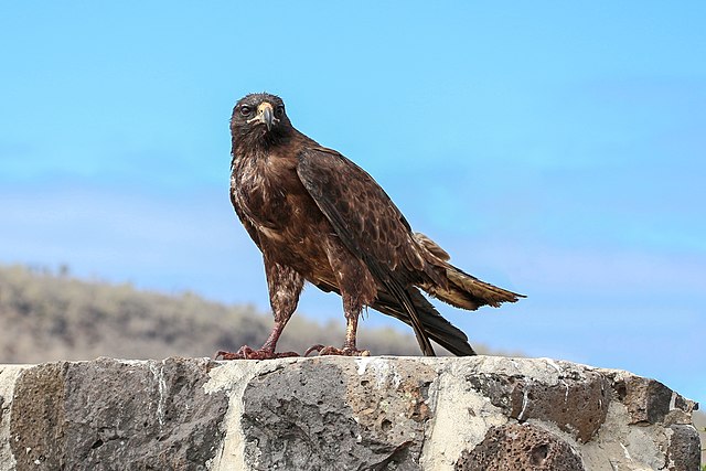 Galapagos hawk