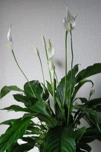 The peace lily plant