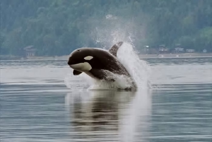 Orca porpoising