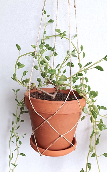 Peperomia nivalis var