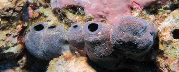 sponge Theonella conica