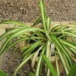 Chlorophytum