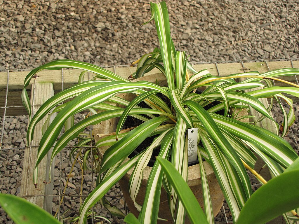 Chlorophytum