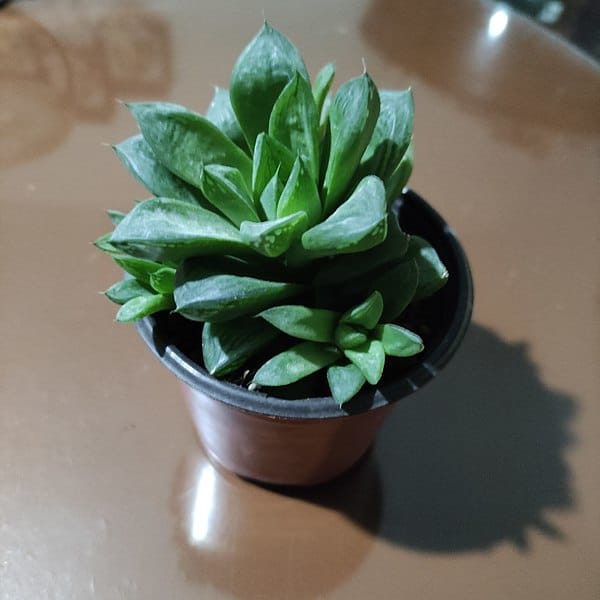 Suculenta haworthia