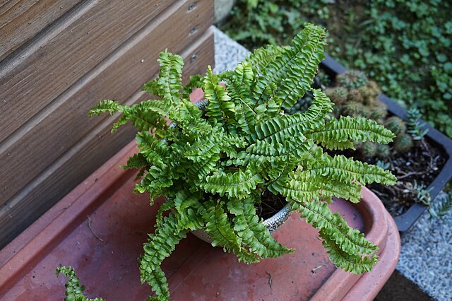 The potted Nephrolepis exaltata