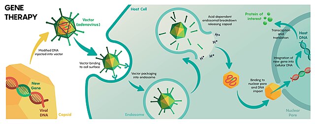 Viral mediated delivery