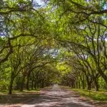 Old oak trees