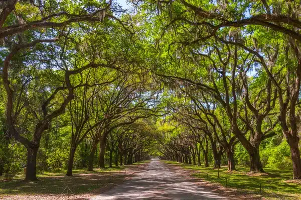 Old oak trees