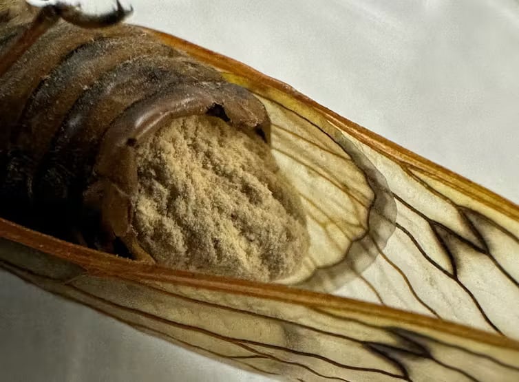 A zombie cicada fungus