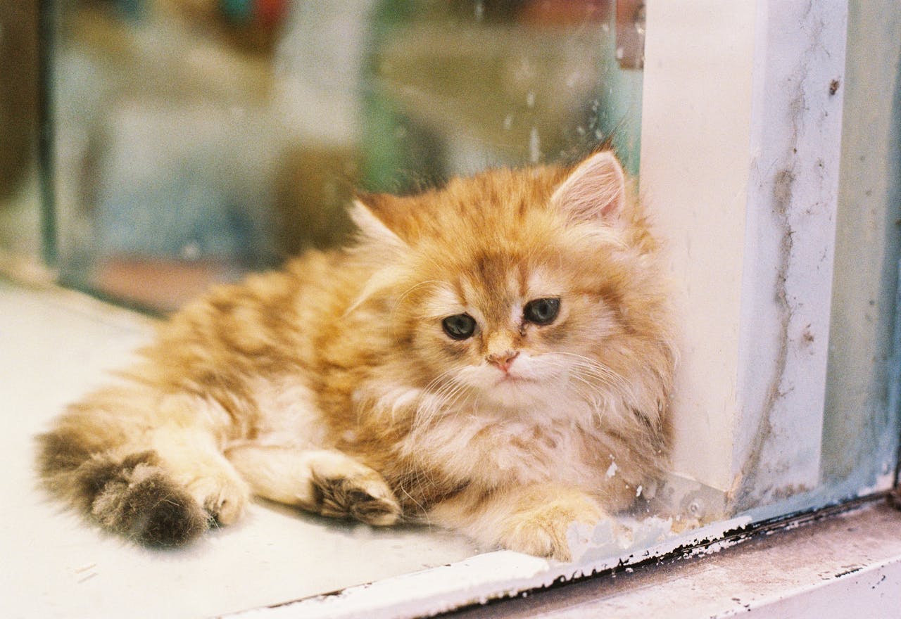 Adorable Sad Kitten,