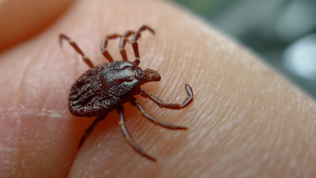 A picture of a tick