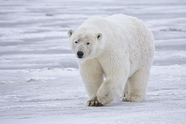 Polar_Bear