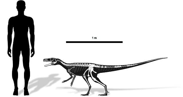 average human and Staurikasaurus