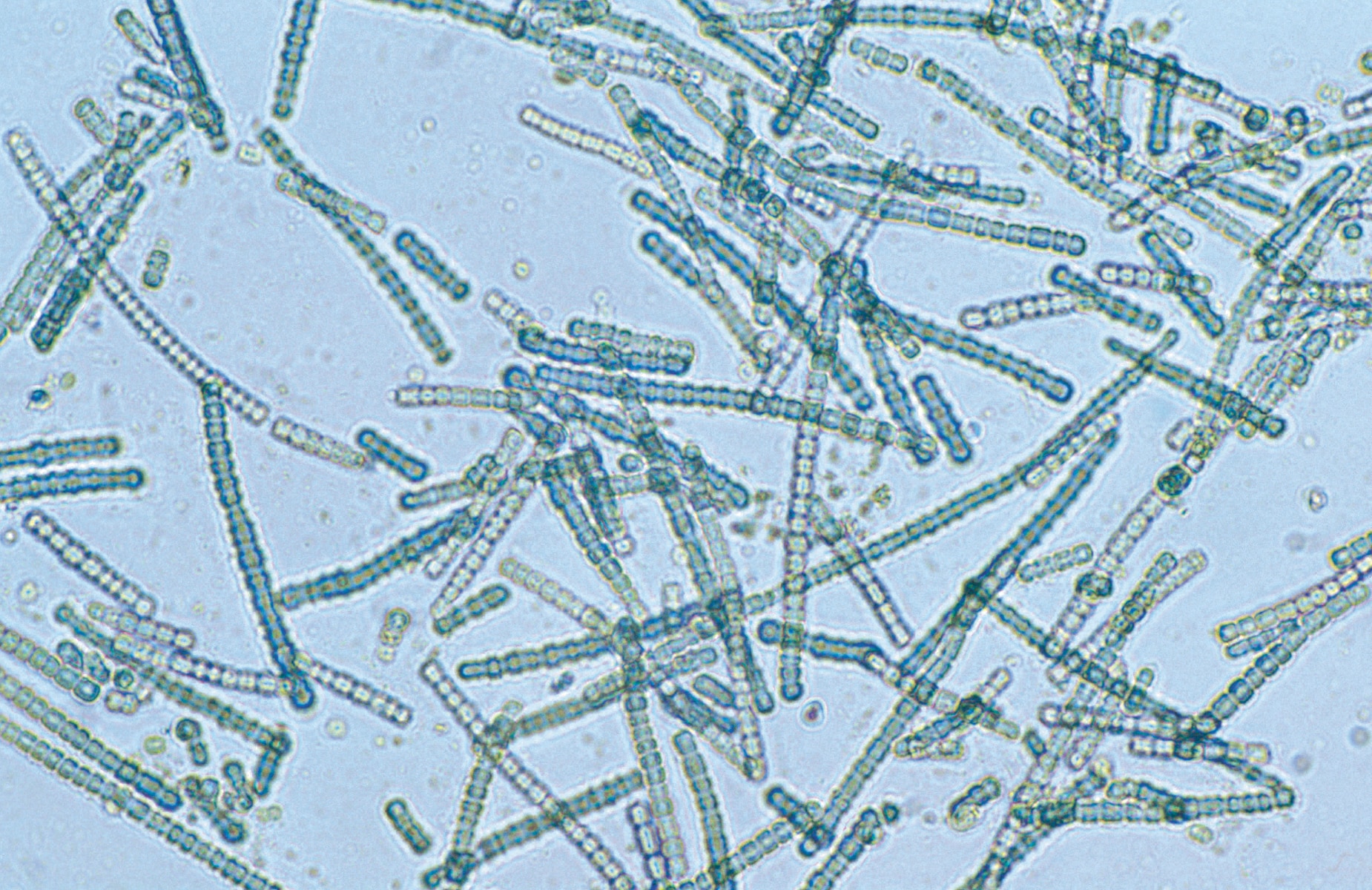The Incredible Story of Life on Earth’s Ever-Changing Continents ...