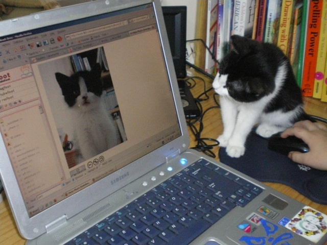 cat looking at the screen