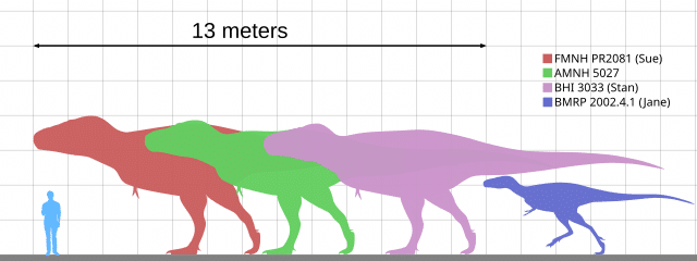 human and different Tyrannosaurus