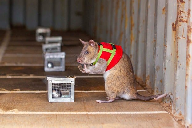 Herorats