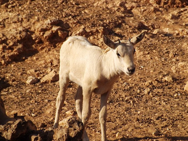 A baby Arabian oryx (Oryx leucoryx) at the Jerusalem Biblical Zoo.