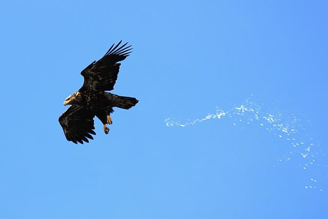 Eagle excreting while flying