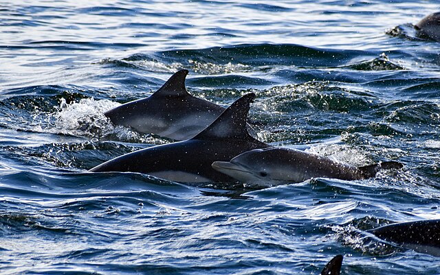 Bottlenose dolphin and melon-headed whale