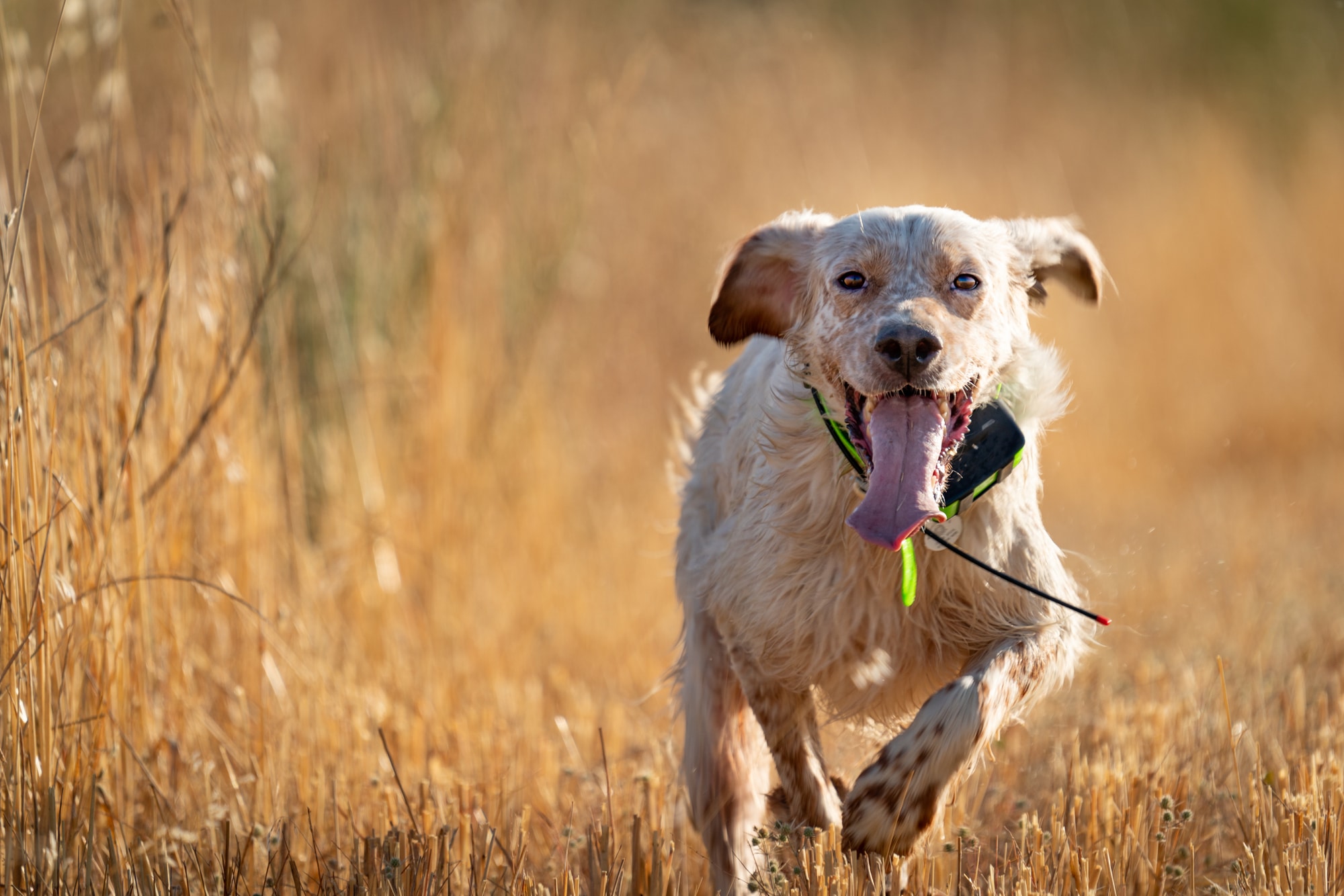 DOG GPS