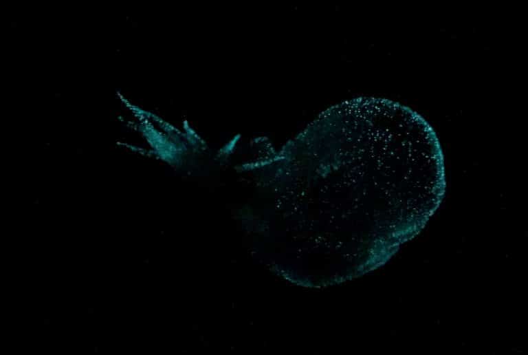 biolumniscent,